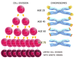 cells-aging